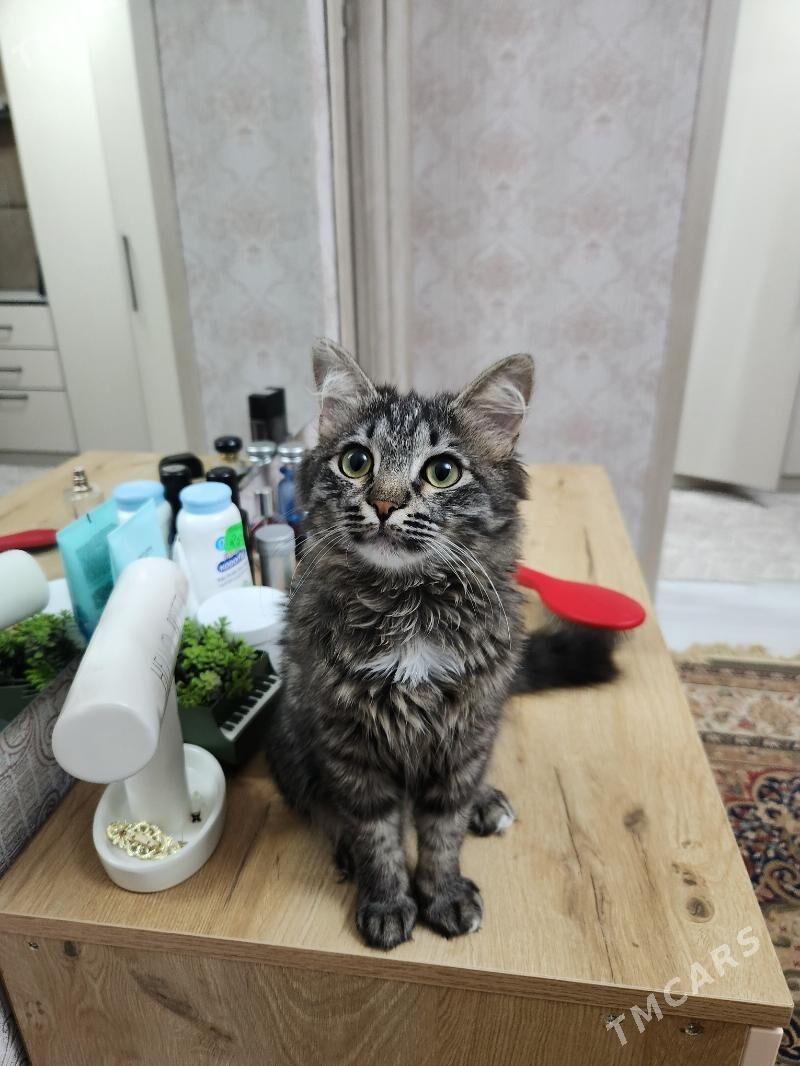 Pişijek/Кошка - Türkmenbaşy - img 1