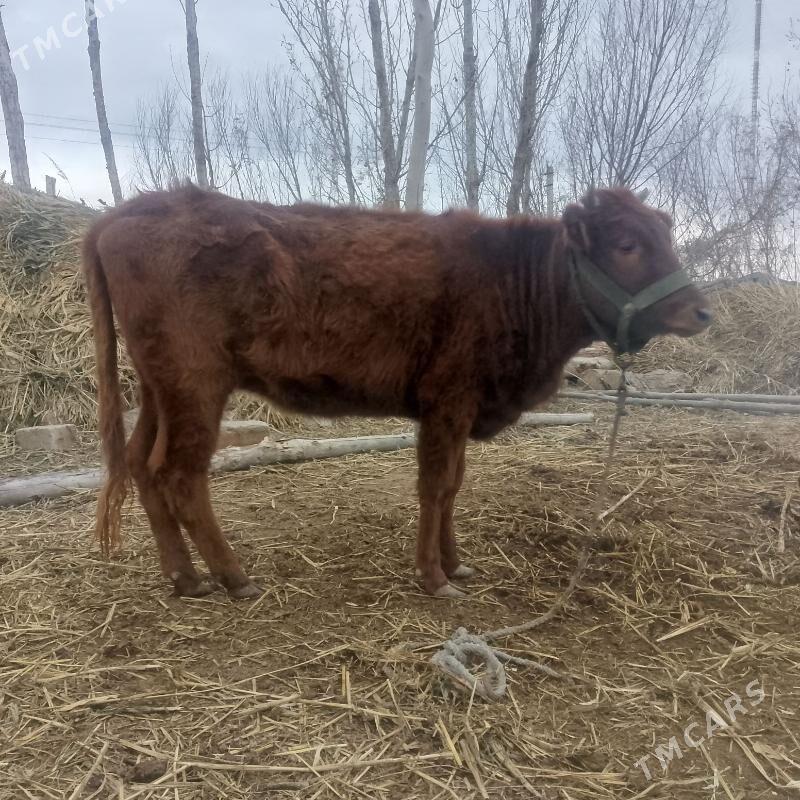 gacar - Болдумсаз - img 1