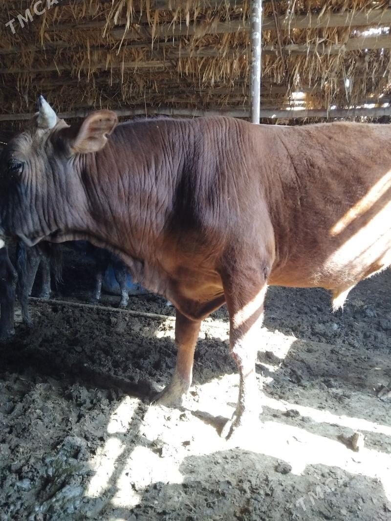 OKUZ yeri MÄNE - Tejen - img 1