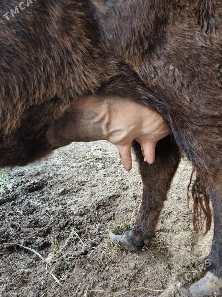 saglyk sygyrlar - Türkmenabat - img 1