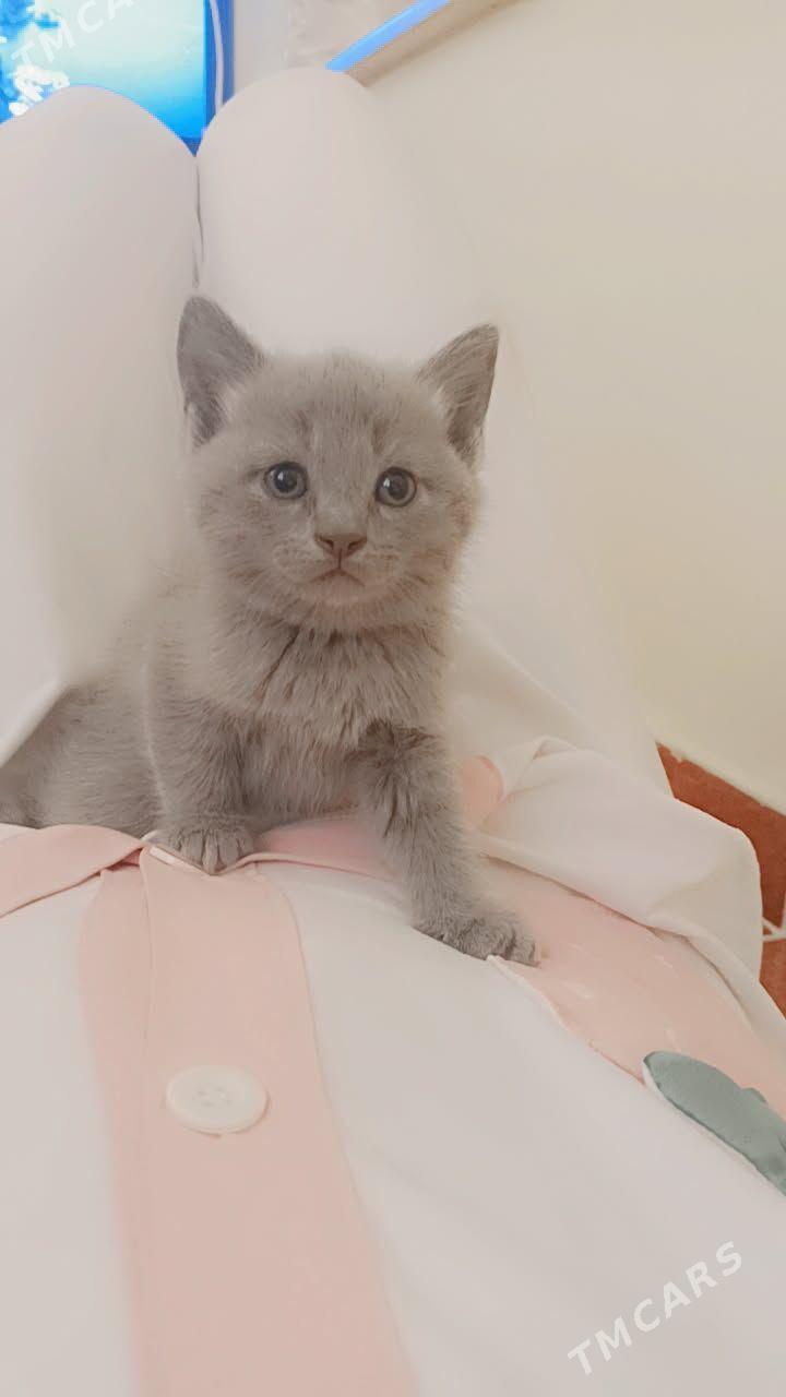 şatlanisgi pişijekler - Ашхабад - img 1