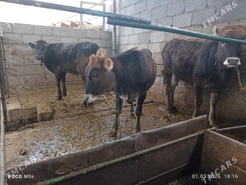 tùwe 3 sany. - Бахарден - img 1