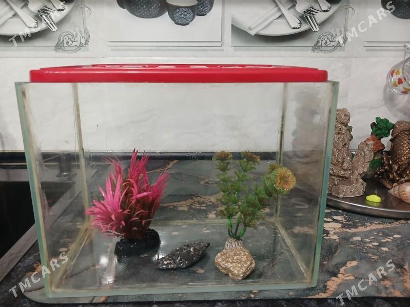 Akwarium - Bagyr - img 1