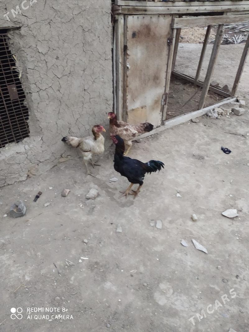 baýsy - Байрамали - img 1