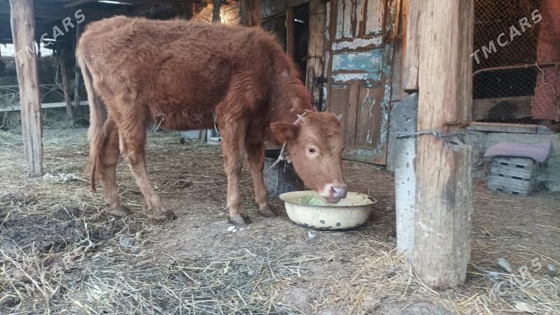 Tuwe - Gökdepe - img 1