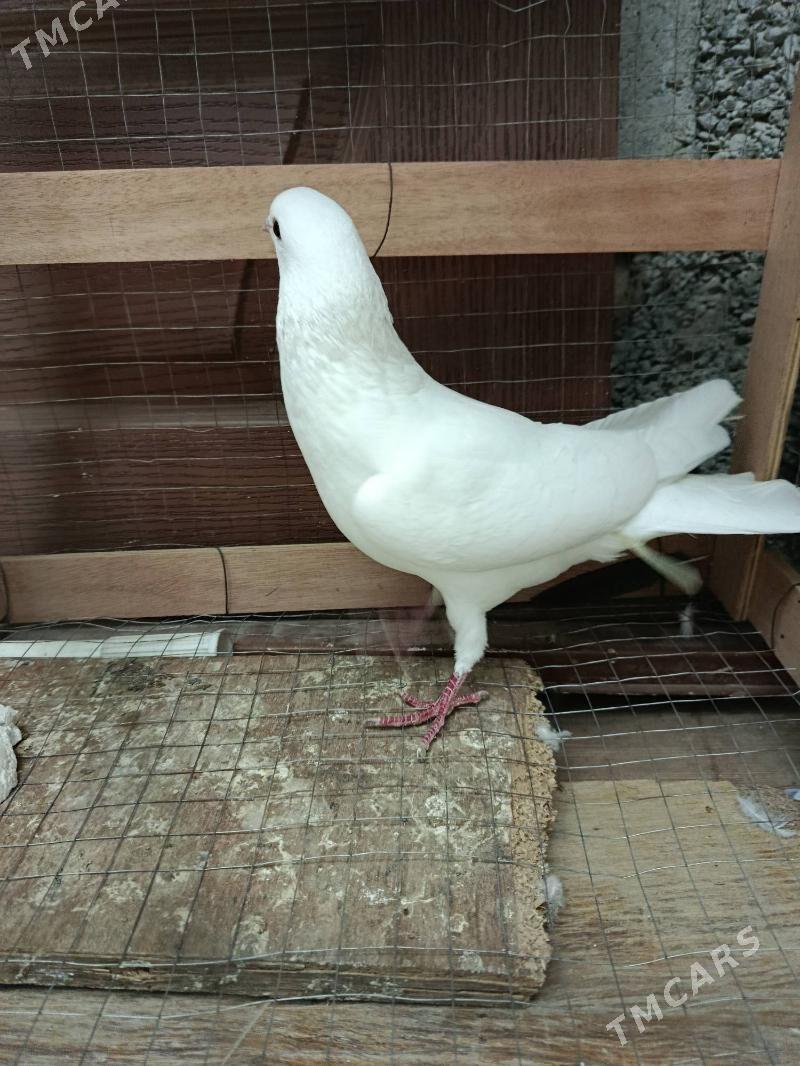 kepderi,голуб - Ашхабад - img 1