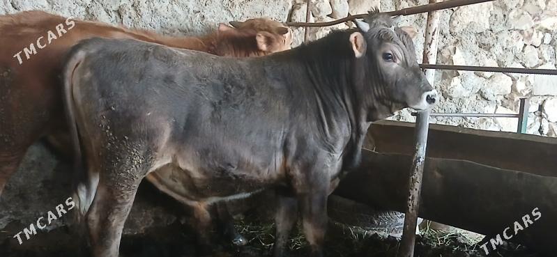 ARGINAL SWES OKUZLER - Бахарден - img 1