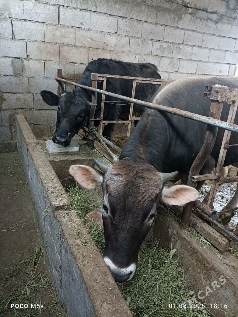 òkùz 2 sany. - Bäherden - img 1