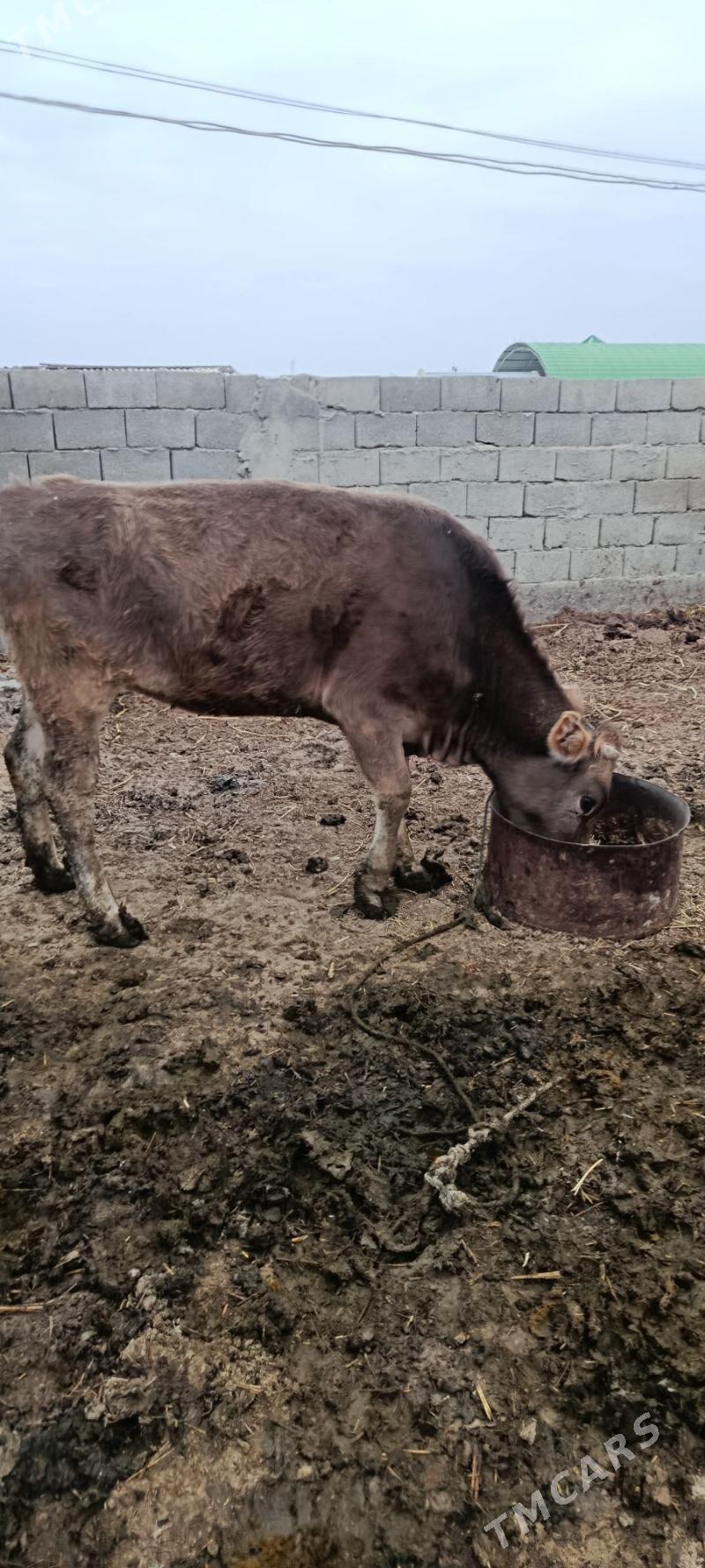 Sygyr - Гызыларбат - img 1