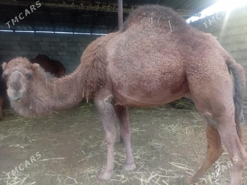 Duye - Gökdepe - img 1