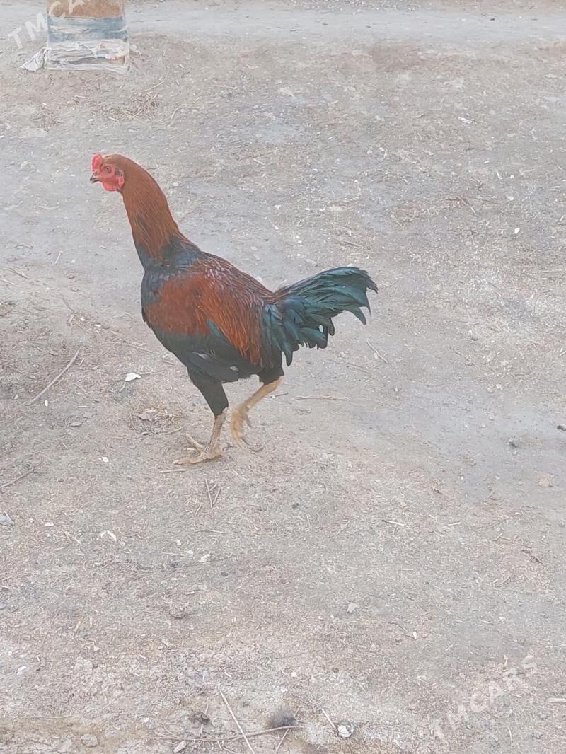 gigant horaz - Теджен - img 1