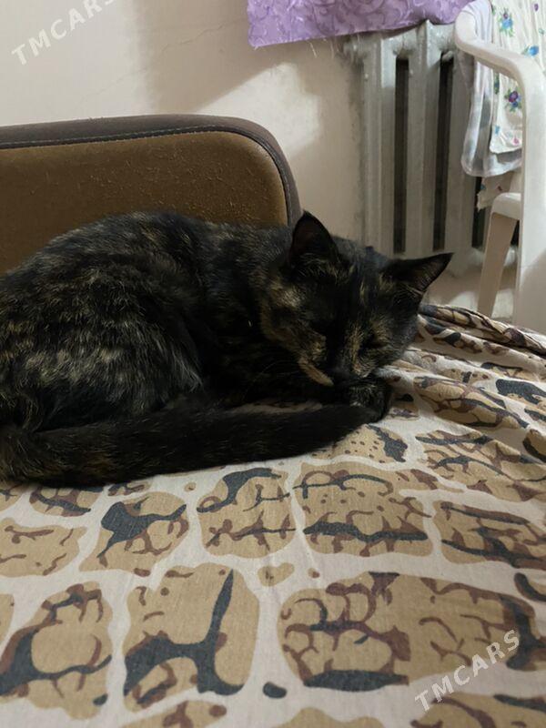 кошка - Türkmenabat - img 1