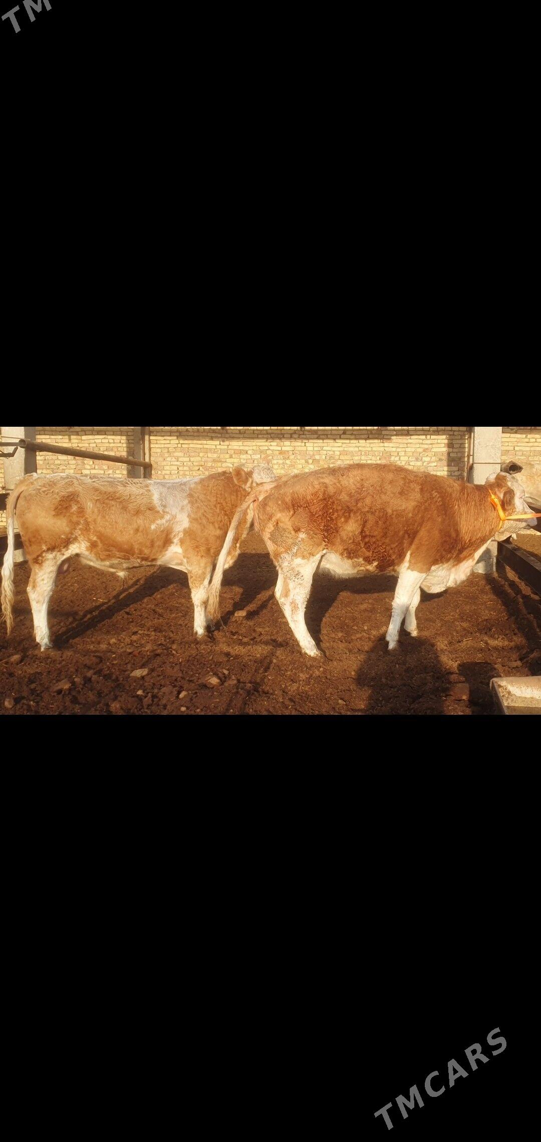 smental okuz 1.5 ýaş - Türkmenabat - img 1