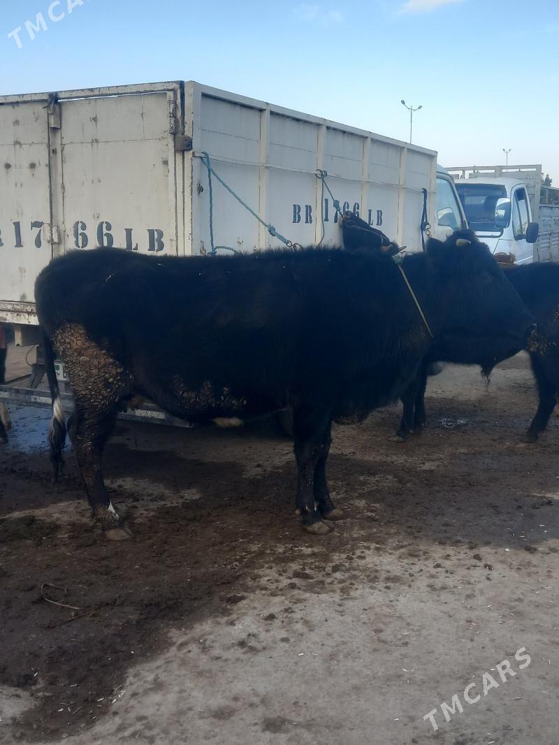 SYGYR. - Чарджоу - img 1