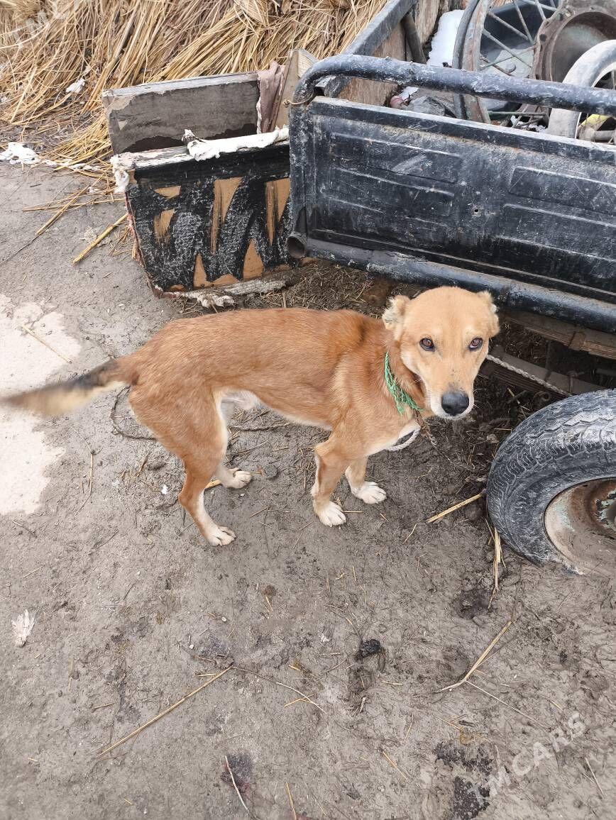 it - Гороглы (Тагта) - img 1