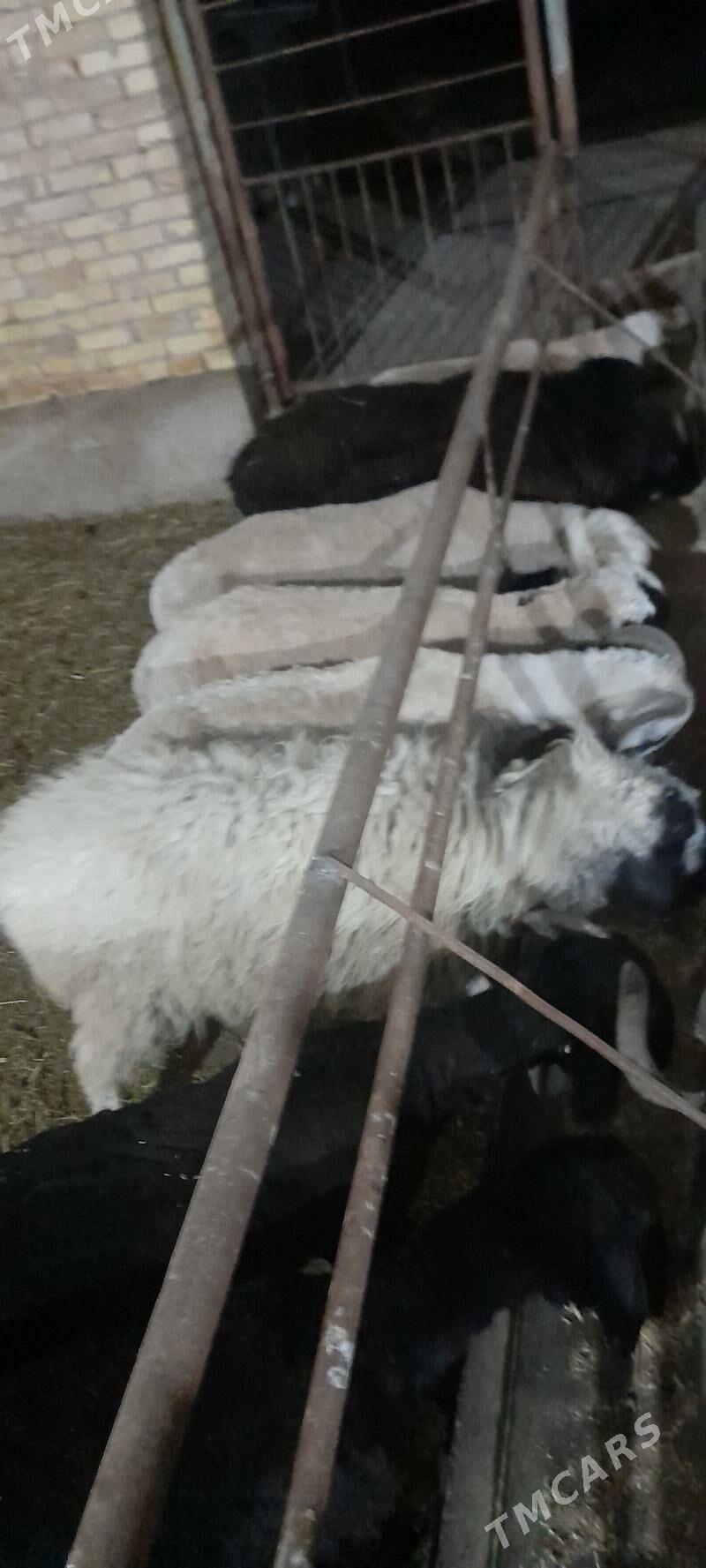 kockar - Чарджоу - img 1