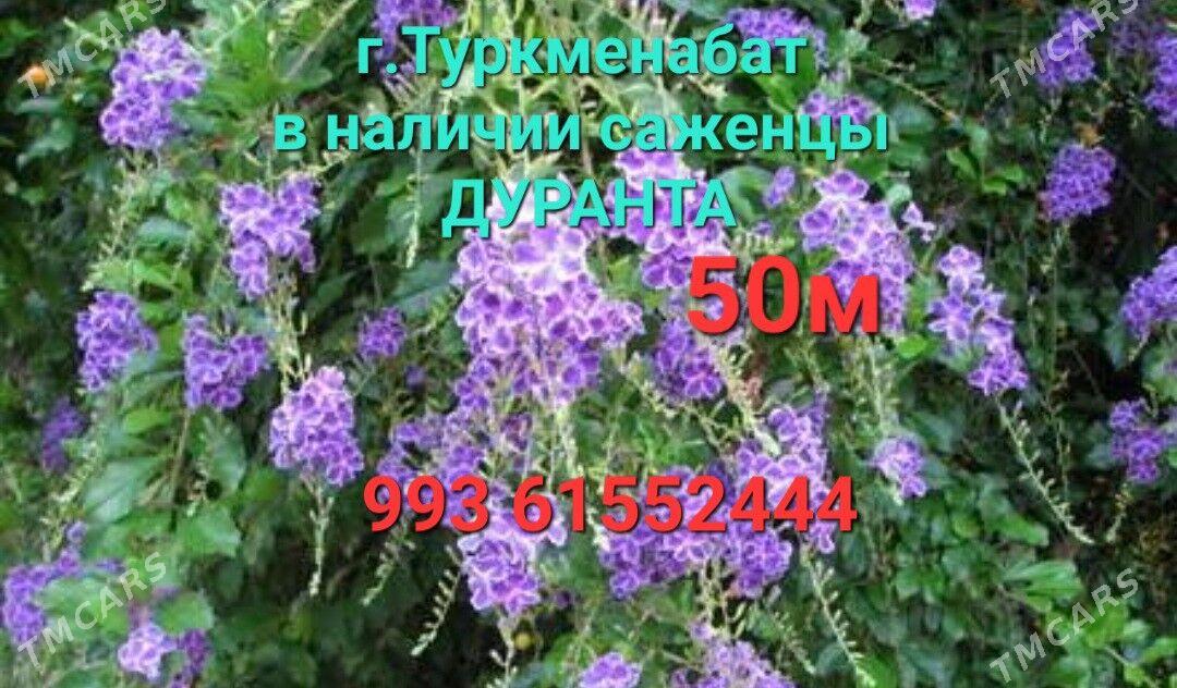 Многолетние цветы , кустарники - Туркменабат - img 1