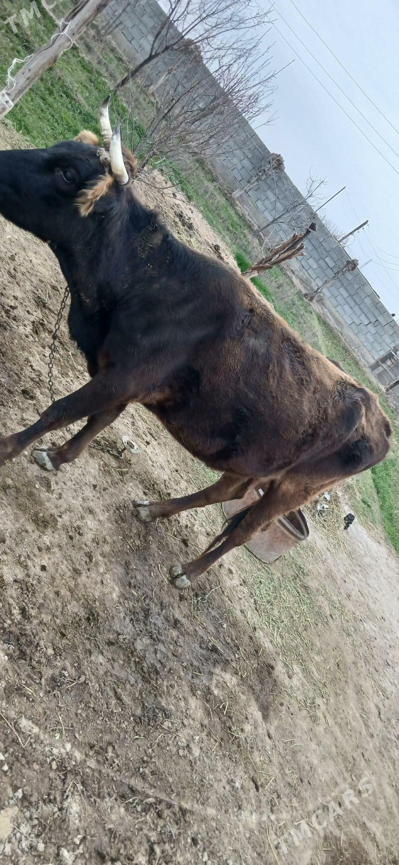 sygyr - Bäherden - img 1