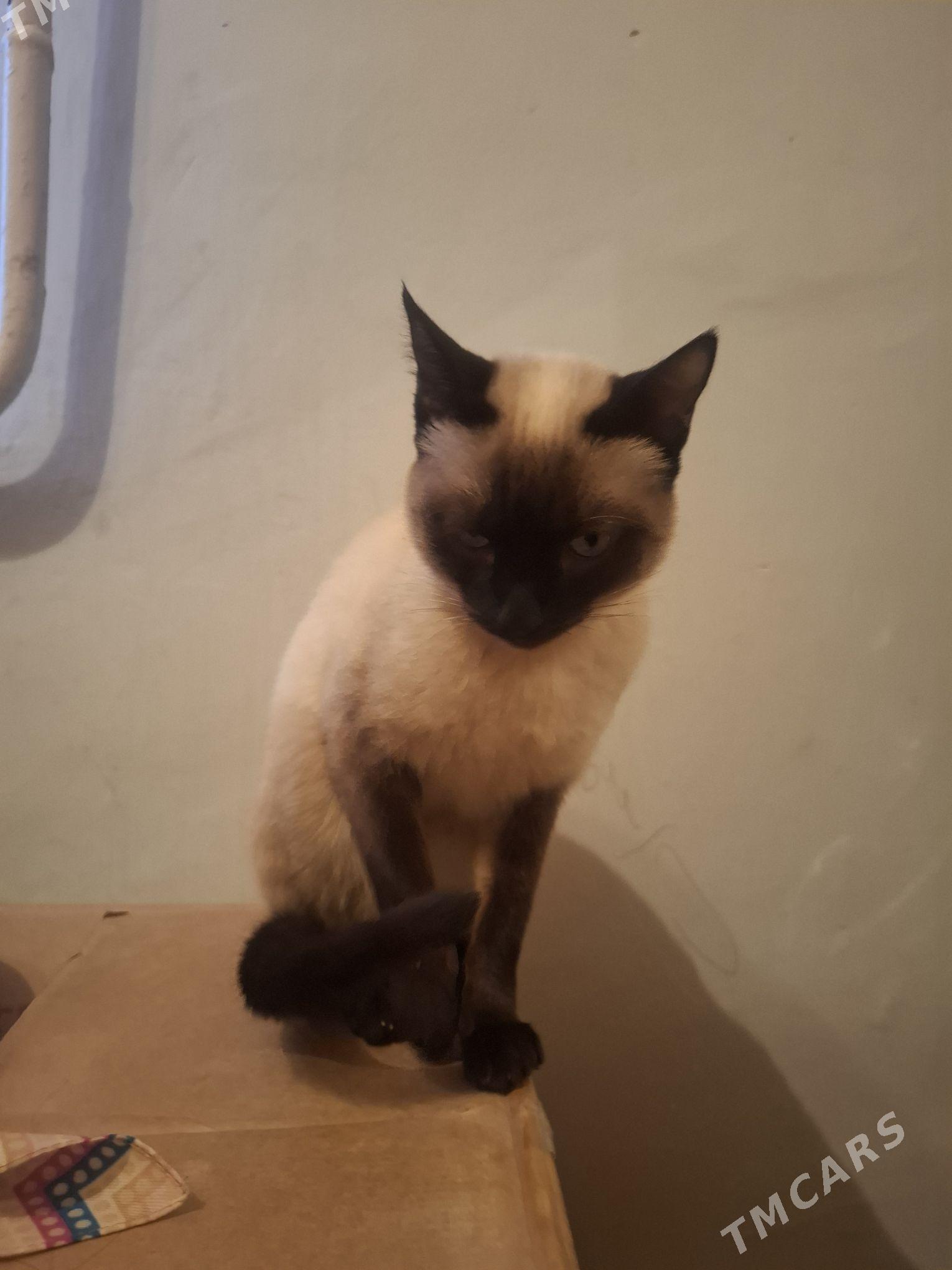 Oy hayvan - Daşoguz - img 1