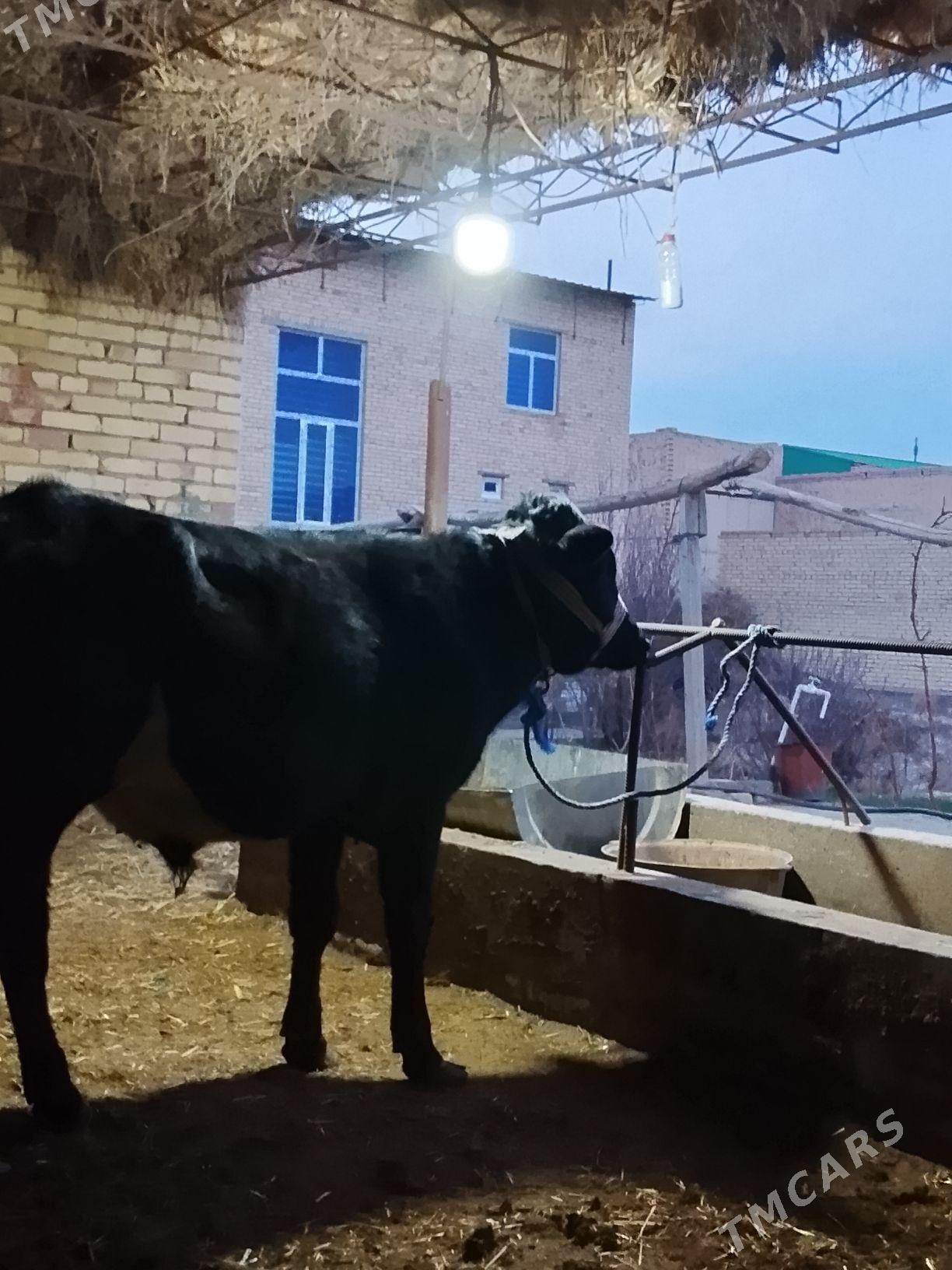 golusteyin okuz - Дянев - img 1