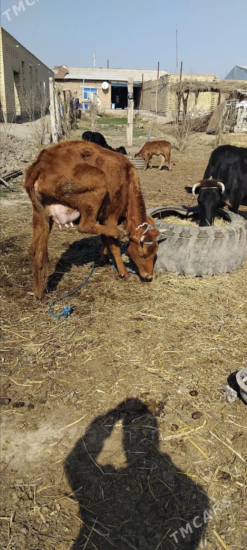 Saglyk sygyr - Sakar - img 1