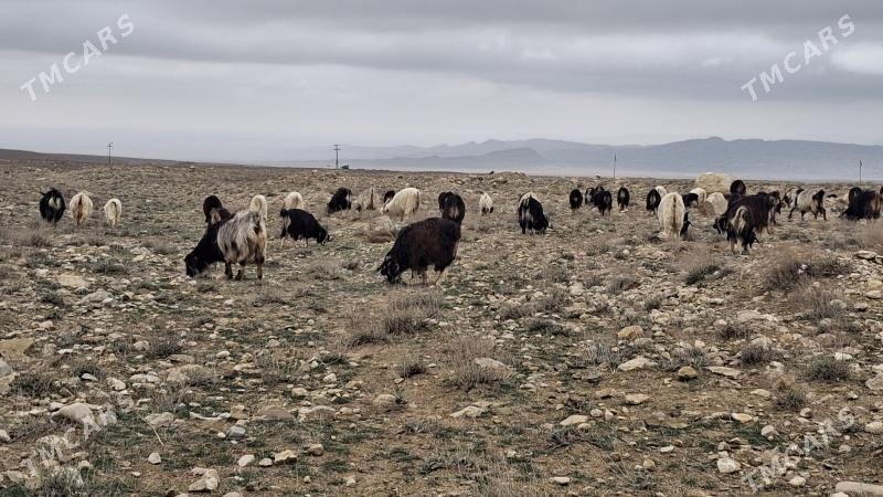 geci awlaky - Джебел - img 1