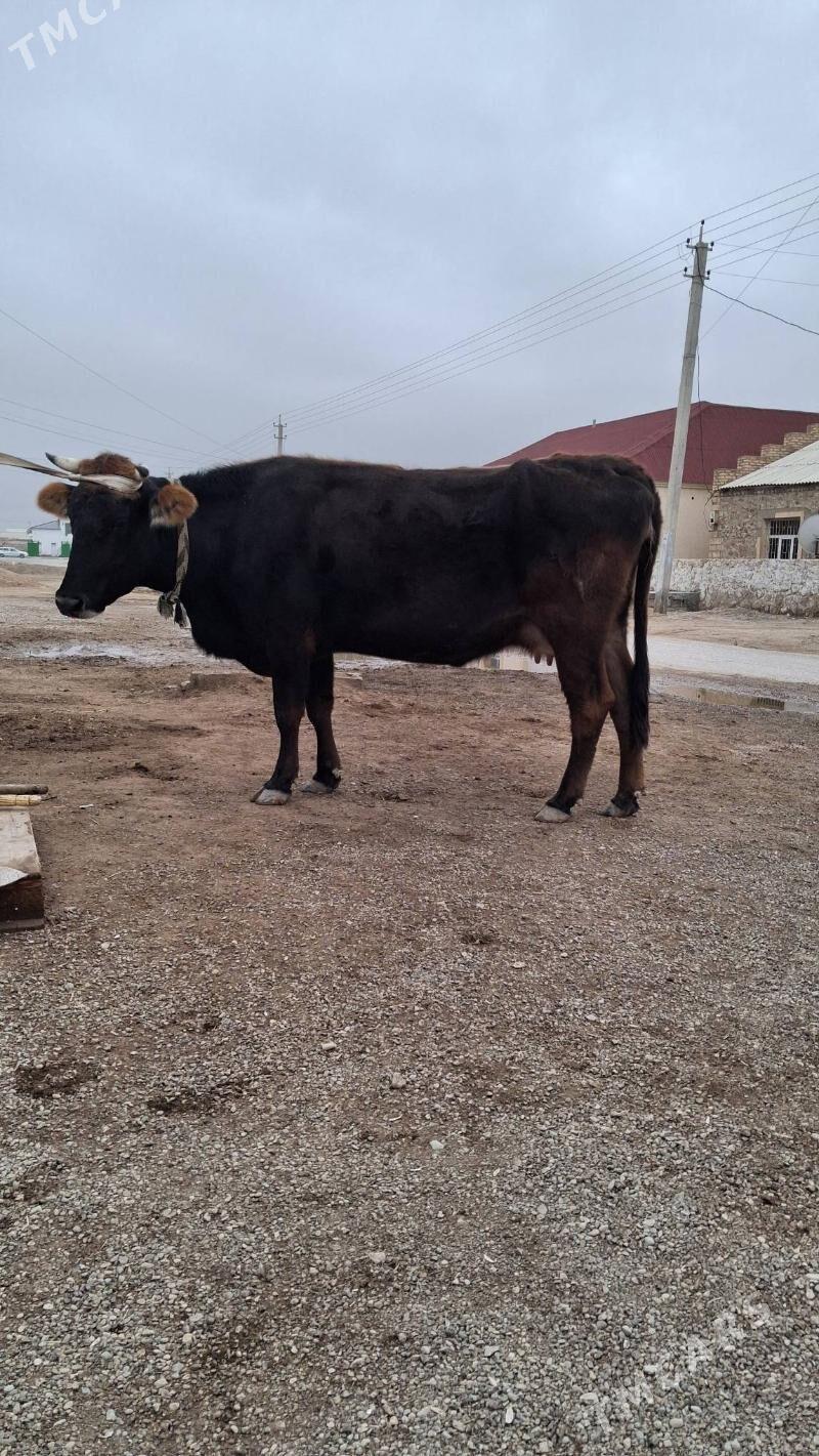 sygyr - Джебел - img 1