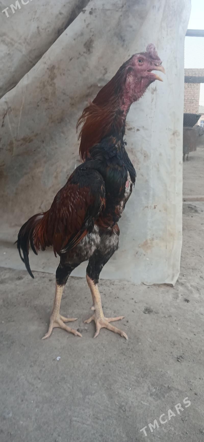 Azil Karey - Hojambaz - img 1