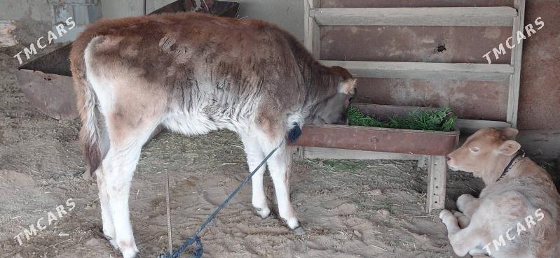 TUWE . - Бахарден - img 1