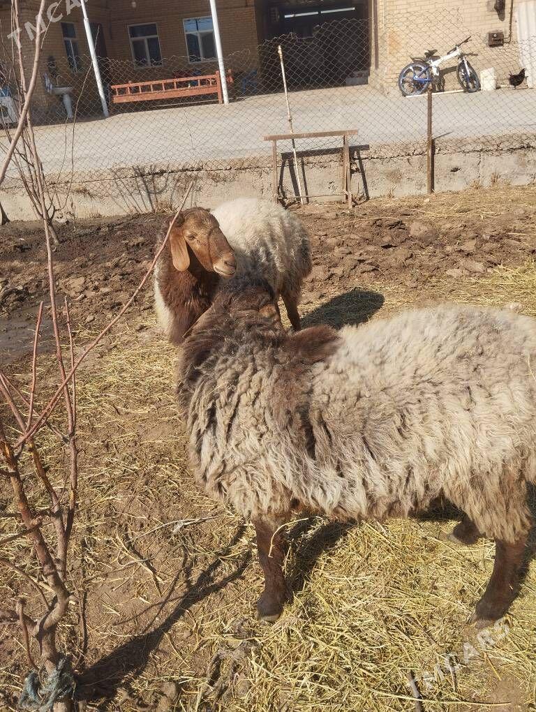 Goc kockar - Türkmenabat - img 1