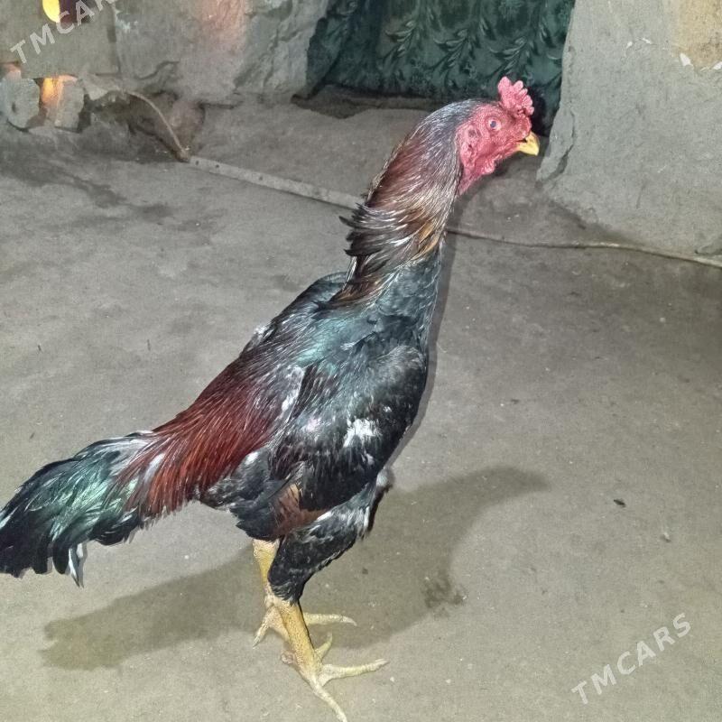 Horaz - Gurbansoltan Eje - img 1