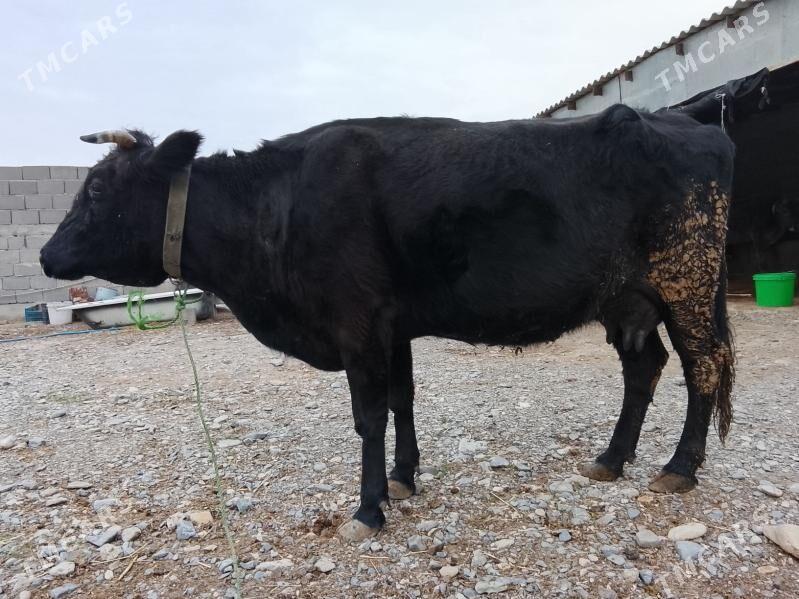 sygyr - Gyzylarbat - img 1