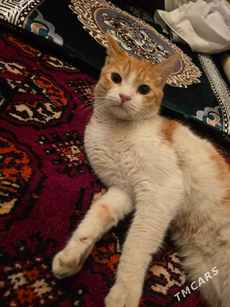 кот - 30 mkr - img 1