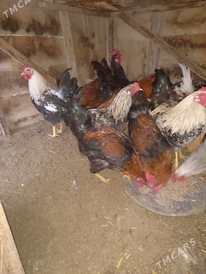 Horaz - Gyzylarbat - img 1