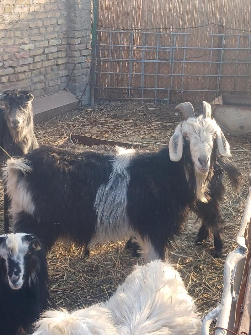 ой хайванлары - Türkmenabat - img 1