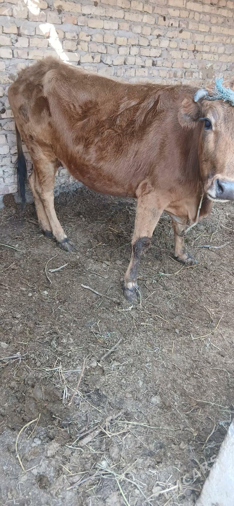 гысыр сыгыр саглык сыгыр - Чарджоу - img 1