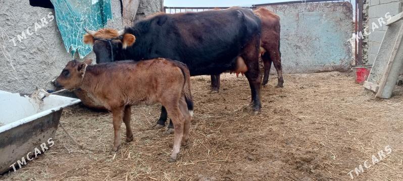 sygyr göleli - Бахарден - img 1