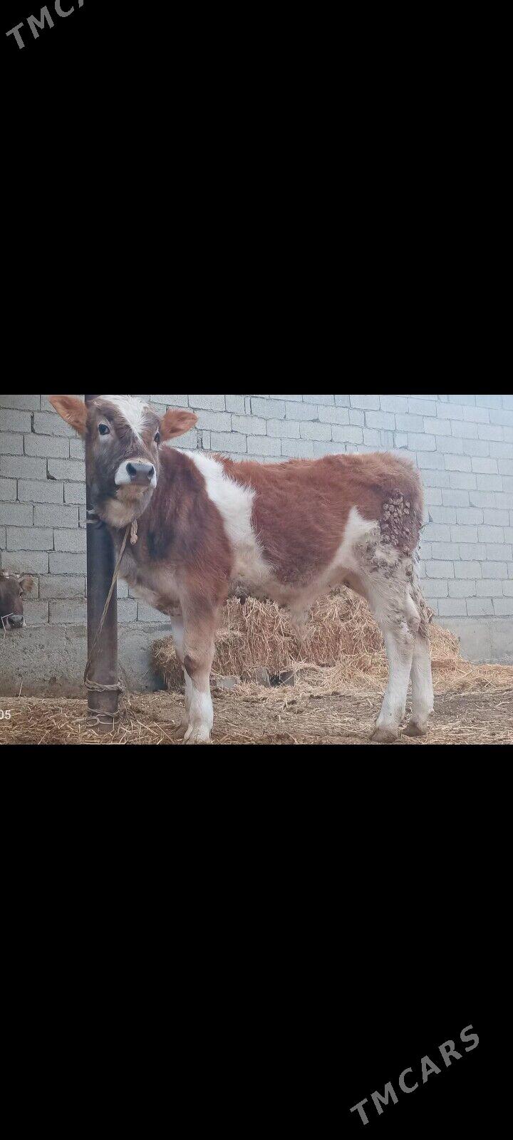 Okuzçe - Bäherden - img 1