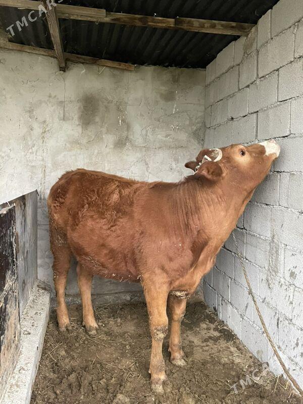 tuwe - Bagyr - img 1