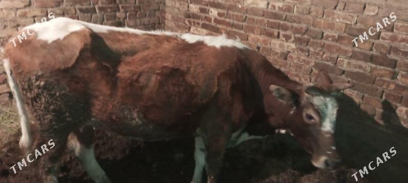 goleli sygyr - Çärjew - img 1