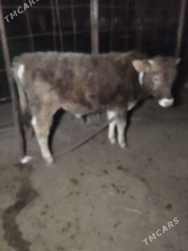 Okuz - Sakarçäge - img 1