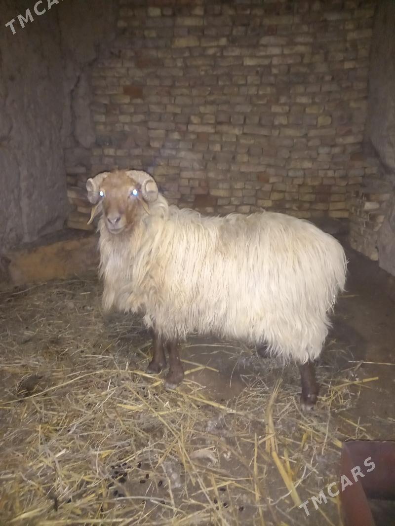 Goç - Boldumsaz - img 1