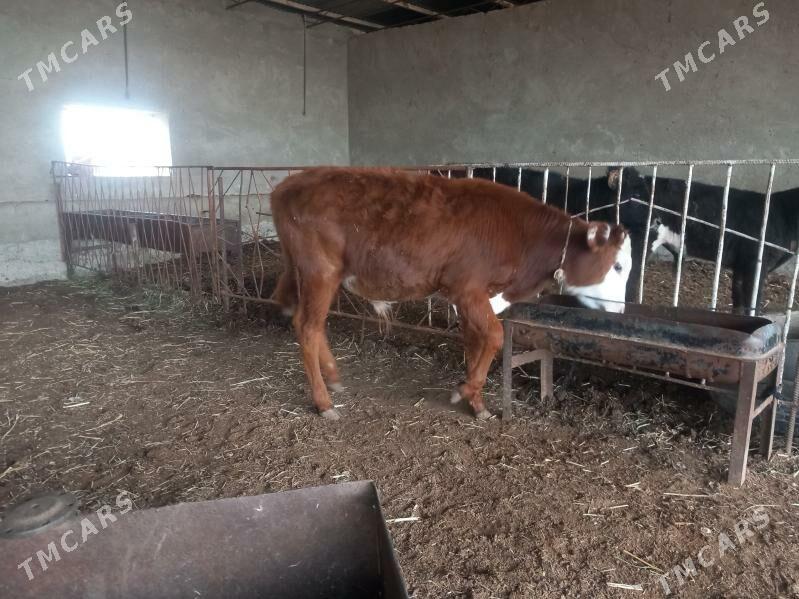 okuzce - Wekilbazar - img 1