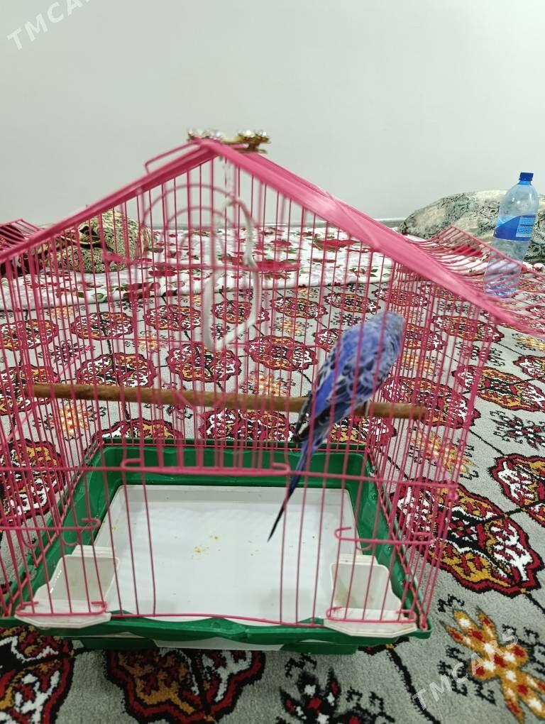 Pobugay guş - Мары - img 1