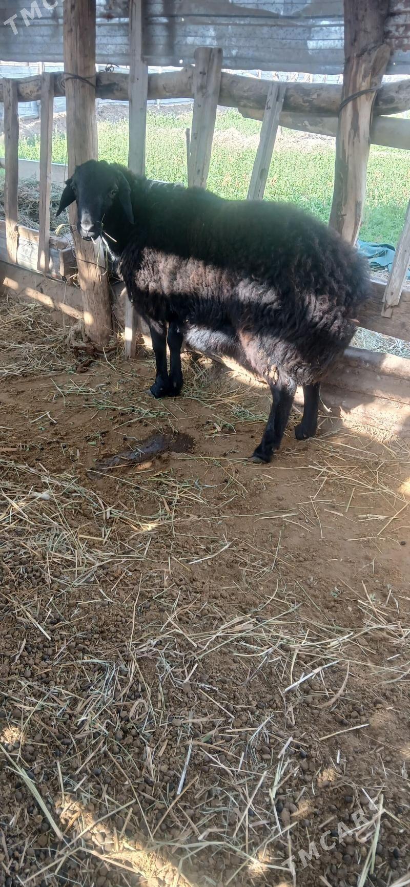 avgan goç - Farap - img 1