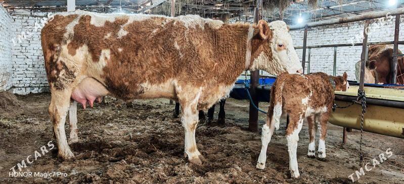 Симентал Fleckvieh голели - Türkmenabat - img 1