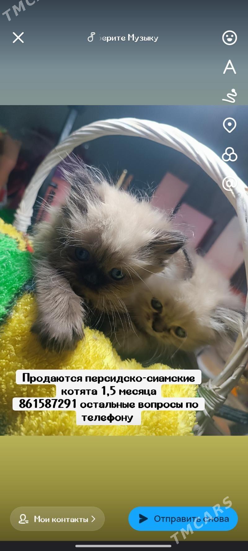 Песидско-сиамские котята - Çärjew - img 1