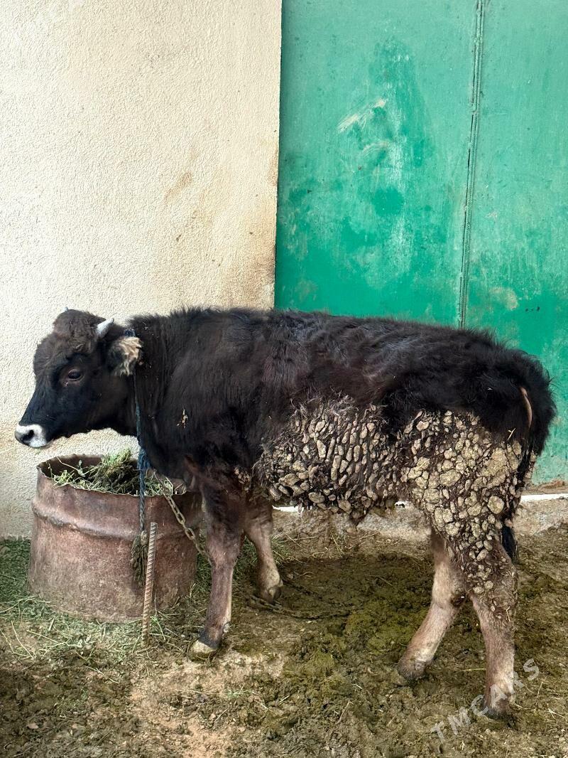 okuz - Ak bugdaý etraby - img 1