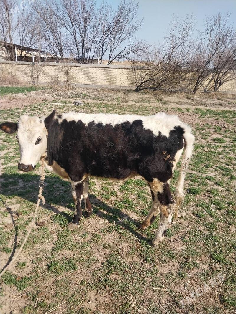 Gunajyn. - Saýat - img 1