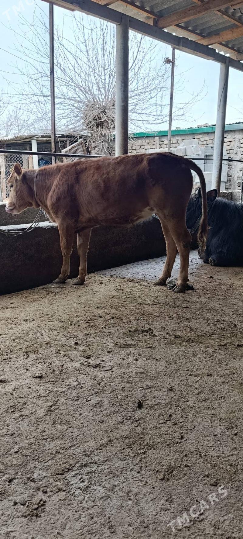 tuwe - Gökje - img 1